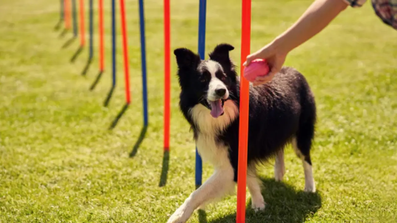 Dog Training & Parenting